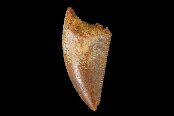 Serrated, Raptor Tooth - Real Dinosaur Tooth #139358